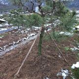 팜모닝 기타작물·영농일지 게시글 이미지