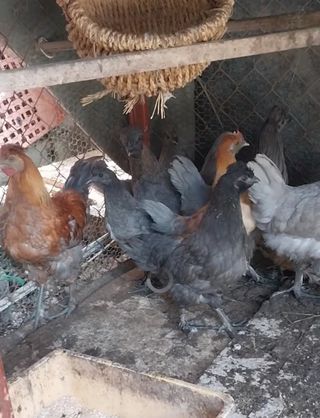 오영균 님의 자유주제 · 자유게시판 작성글 사진