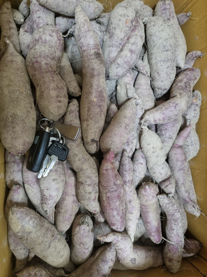 최기동님의 장터 판매 상품 [꿀고구마 1kg] 첨부 사진