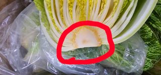 꽃녀님의 배추 · 병해충상담 작성글 사진