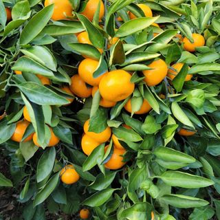 서귀포달코롬감귤농원님의 귤 · 일상 작성글 사진