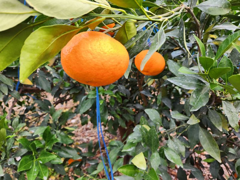 고권봉님의 장터 판매 상품 [레드향 당일 수확 5kg] 첨부 사진