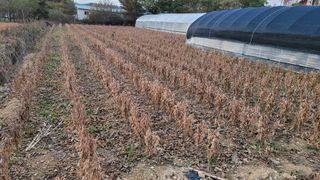 건달 농장(최승혁)님의 연말인사 함께 나눠요 · 참여글 작성글 사진