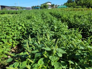 건달 농장(최승혁)님의 연말인사 함께 나눠요 · 참여글 작성글 사진