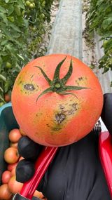 팜모닝 토마토·병해충상담 게시글 이미지