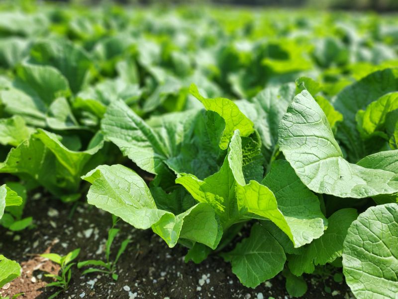 장터 상품 [돌산절임갓  3KG] 썸네일