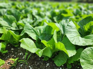 돌산갓스타님의 작성글 사진