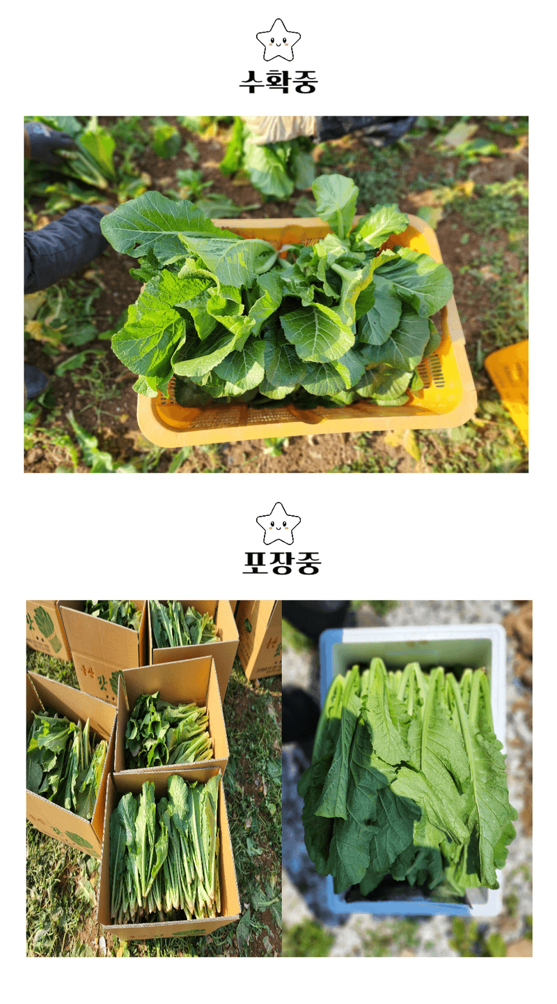 돌산갓스타님의 장터 판매 상품 [돌산절임갓  3KG] 첨부 사진