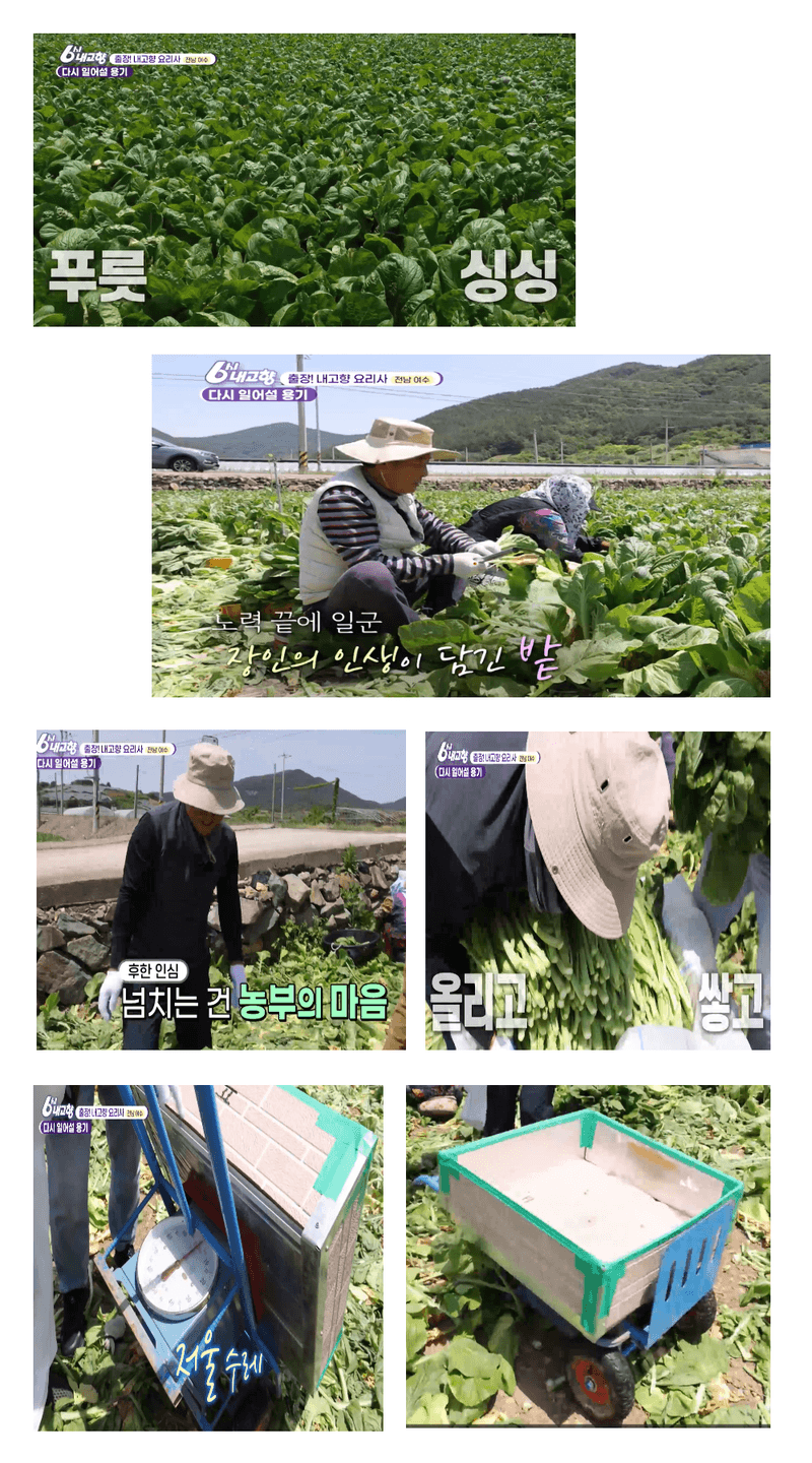 돌산갓스타님의 장터 판매 상품 [돌산절임갓  3KG] 첨부 사진