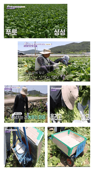 돌산갓스타님의 작성글 사진