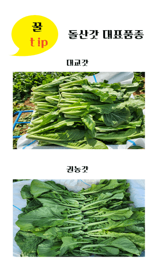 돌산갓스타님의 작성글 사진