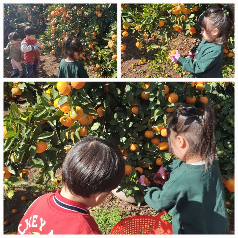 장터 상품 [[품절]서귀포 저농약 조생귤 10kg ] 썸네일