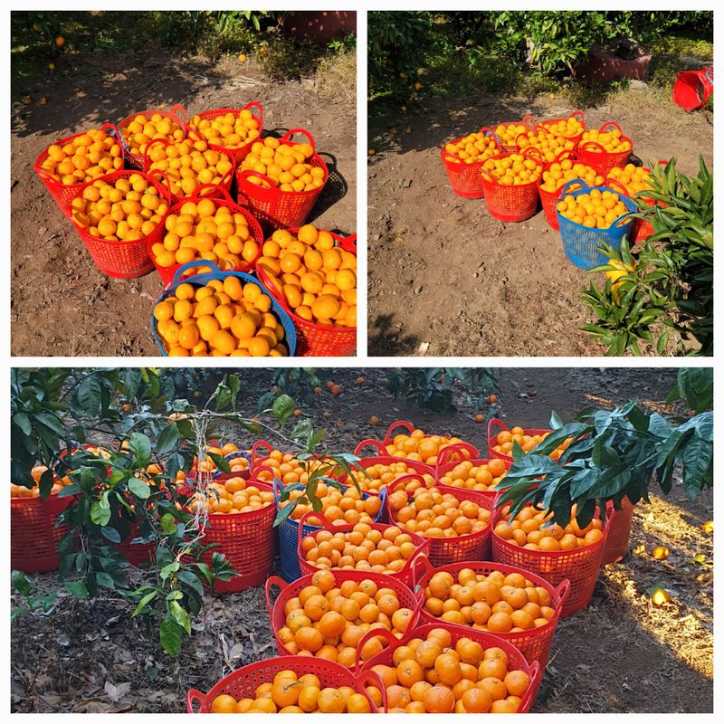 서귀포달코롬감귤농원님의 장터 판매 상품 [[품절]서귀포 저농약 조생귤 10kg ] 첨부 사진