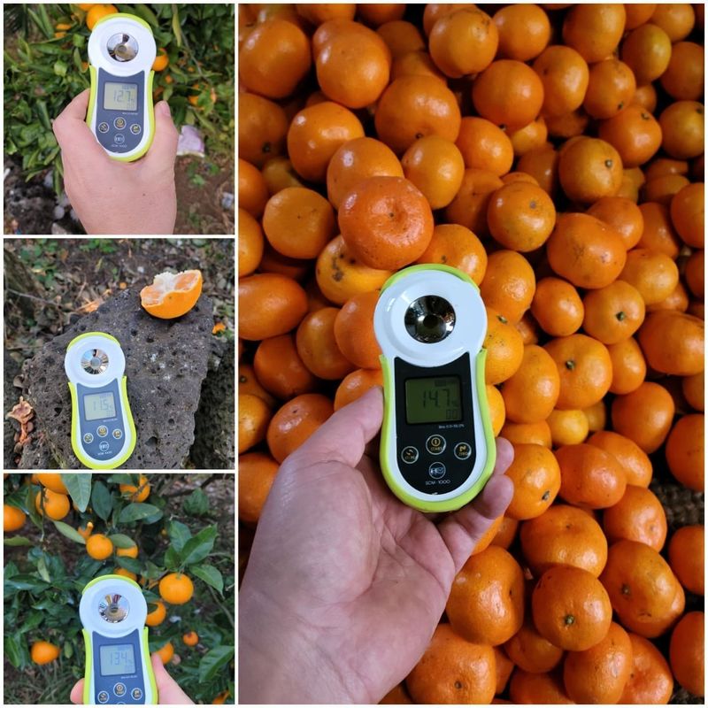 서귀포달코롬감귤농원님의 장터 판매 상품 [[품절]서귀포 저농약 조생귤 10kg ] 첨부 사진