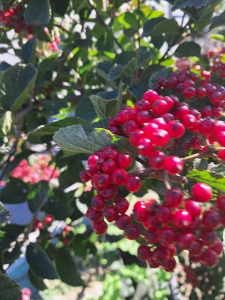 양배추19033님의 연말인사 함께 나눠요 · 참여글 작성글 사진