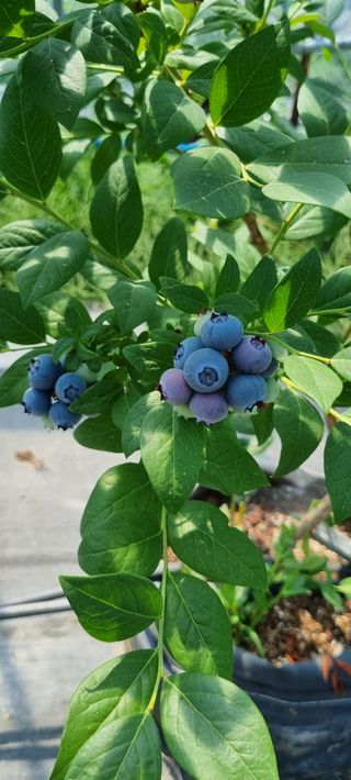 양필운님의 연말인사 함께 나눠요 · 참여글 작성글 사진