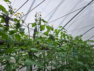 이상근님의 토마토 · 병해충상담 작성글 사진