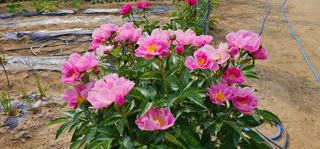 실크로드님의 연말인사 함께 나눠요 · 참여글 작성글 사진