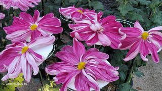 대부도잘푸리님의 연말인사 함께 나눠요 · 참여글 작성글 사진