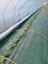 팜모닝 연말인사 함께 나눠요·참여글 게시글 이미지