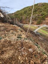 팜모닝 사과·영농일지 게시글 이미지