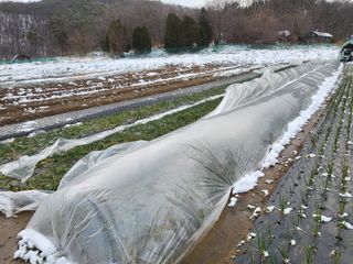 들꽃농장님의 자유주제 · 자유게시판 작성글 사진