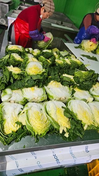 요리하는 농부님의 배추 · 시세•판로 작성글 사진