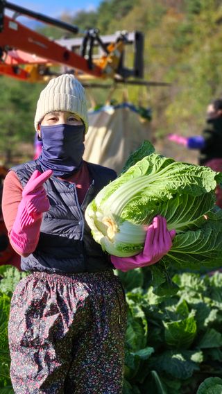 요리하는 농부님의 배추 · 시세•판로 작성글 사진