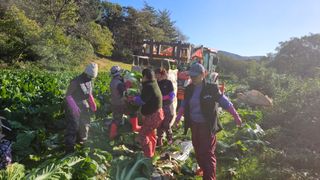 요리하는 농부님의 배추 · 시세•판로 작성글 사진