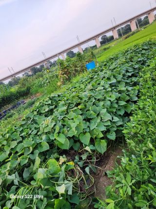 박해용(세건농장)님의 사과 · 일상 작성글 사진