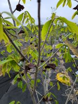 팜모닝 기타작물·병해충상담 게시글 이미지