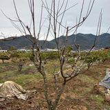 팜모닝 기타작물·영농일지 게시글 이미지