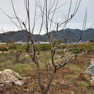 들깨15206님의 기타작물 · 영농일지 작성글 사진