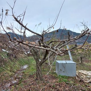 들깨15206님의 기타작물 · 영농일지 작성글 사진