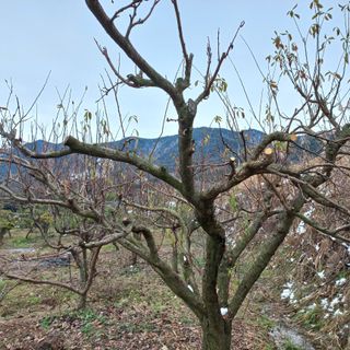 들깨15206님의 기타작물 · 영농일지 작성글 사진