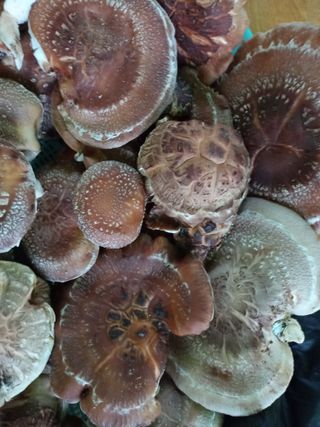 우무실양봉농원님의 연말인사 함께 나눠요 · 참여글 작성글 사진