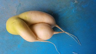 신선고을농원님의 콩 · 자유게시판 작성글 사진