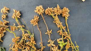 신선고을농원님의 콩 · 자유게시판 작성글 사진