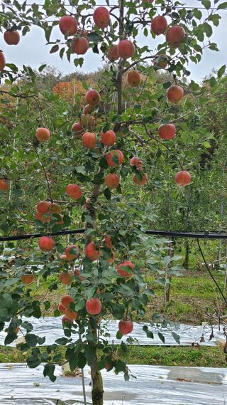 사과인조학제님의 연말인사 함께 나눠요 · 참여글 작성글 사진