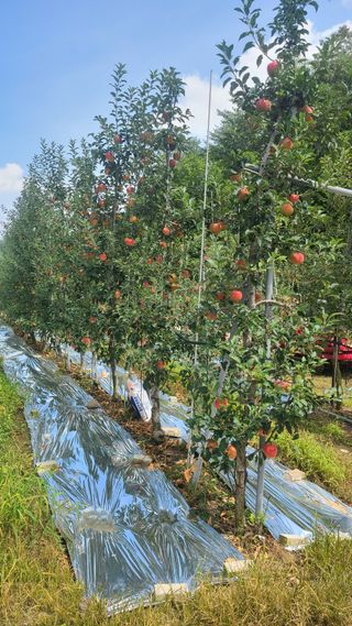 사과인조학제님의 연말인사 함께 나눠요 · 참여글 작성글 사진