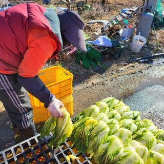 방촌대장님의 배추 · 수확 작성글 사진
