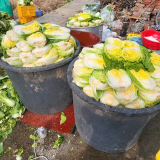 방촌대장님의 배추 · 수확 작성글 사진