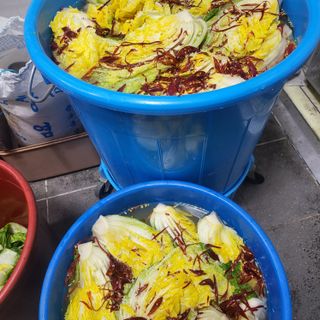 방촌대장님의 배추 · 수확 작성글 사진