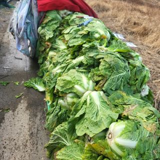 방촌대장님의 배추 · 수확 작성글 사진