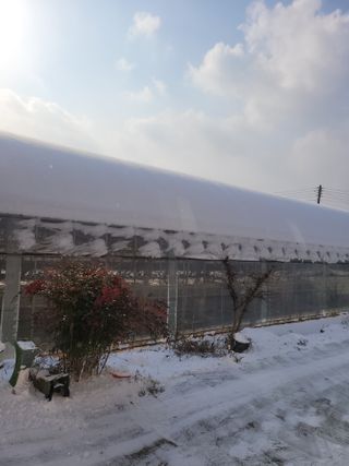 승진포도원님의 포도 · 자유게시판 작성글 사진