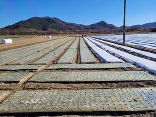 김춘성님의 벼 · 자유게시판 작성글 사진