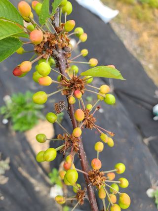 hankim팜님의 기타작물 · 병해충상담 작성글 사진