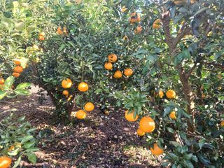 호호농장님의 귤 · 시세•판로 작성글 사진