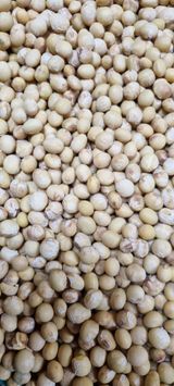 팜모닝 콩·자유게시판 게시글 이미지