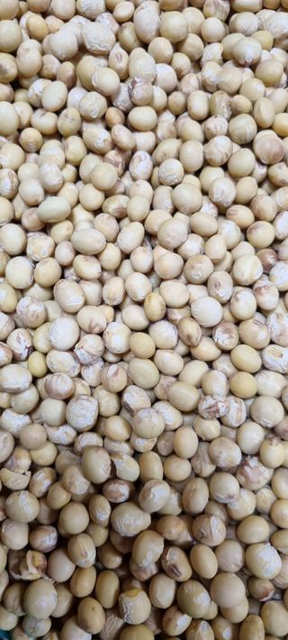 강화초보농부님의 콩 · 자유게시판 작성글 사진